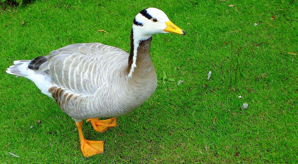 Little Duck... Eating Grass Photo forum