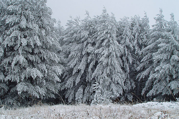 ������: ������ ��������