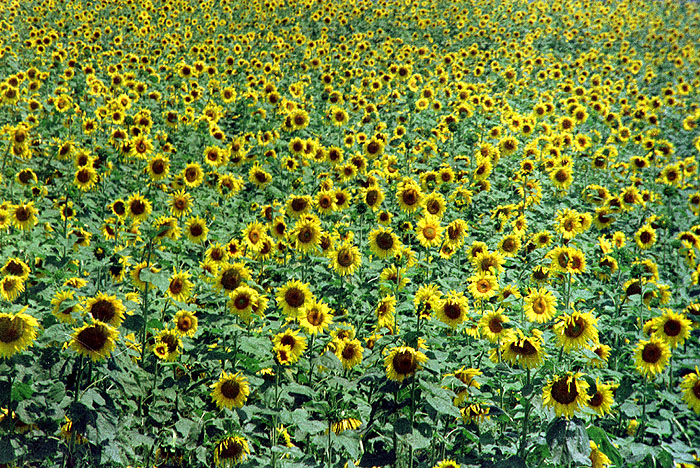 ������: ������ ��������