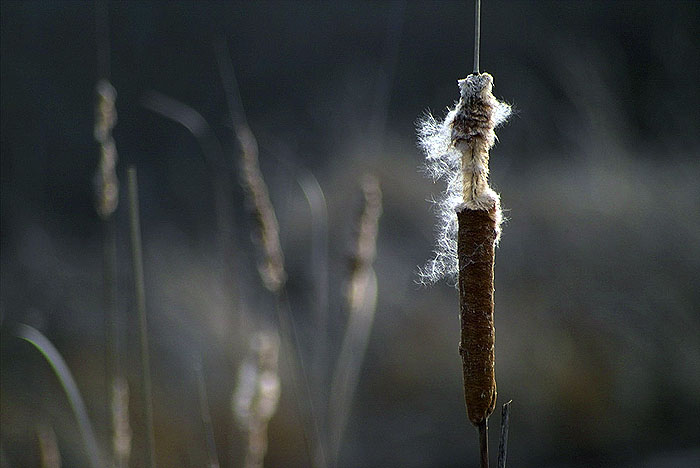 ������: ������ ��������