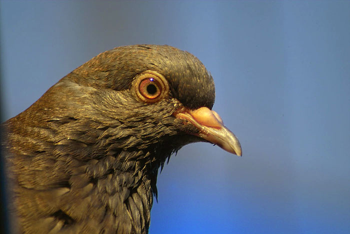 ������: ������ ��������