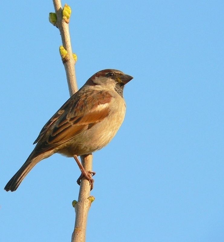 Високо, високо... | Author Ander Yumerov - BUBO-BUBO | PHOTO FORUM