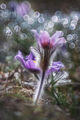 Macro