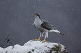 Wild life