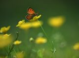 Macro