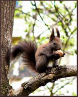 Катеричка с орех; Коментари:26