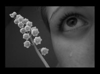 момина сълза; Коментари:13