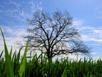 S ochite na Mravkata; Коментари:15