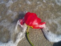 . . . *** . . .; Коментари:13