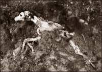 Бяг; Коментари:59