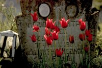 В сърцата; Коментари:12