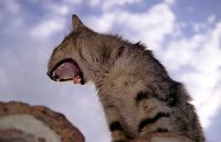 Natural Born Killer; Коментари:40