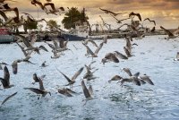 тревожно; Коментари:17