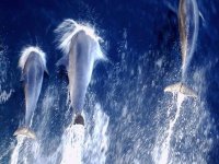 Делфини; Коментари:6