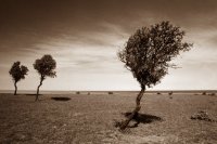 Малка житейска случка в ре минор; Коментари:34