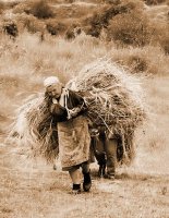 пладне  2; Коментари:16