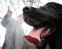 От мястото на събитието,Кучешка изложба-Бойко Борисов представя новото поколение каракачански овчарки.; comments:3