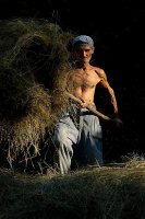 Ежедневие,Сенокос-Етногравски резерват Етъра . Работник прибира сено; comments:15