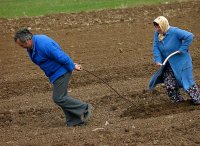 Ежедневие,Парадоксите на 21век-Семейство от пловдивското село Мулдава подготвят нивичката си за посев; comments:15