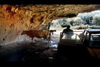 хора - с крава в пещера; comments:9