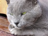 Замисъл за покушение; comments:27