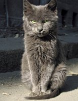 Малък Уличен Боец; comments:78