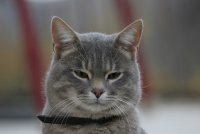 Котка .; comments:24