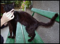 "Добрите котки отиват в рая, а лошите, където щат"; comments:5