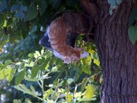 no name ( ID=221172 ); comments:23