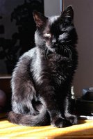  Тъмната и Светла страна........Кой каза че съм лоша......!!!???; comments:15