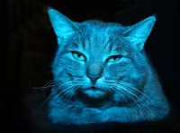 die Katze ist wieder blau!; comments:6