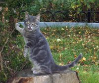 Who's bad?; comments:13