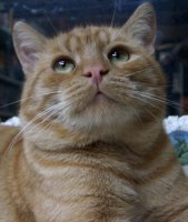 "Ти си лоша котка! Разбра ли?!"; comments:10