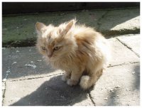 Писанче в разкаяние след направена беля!; comments:51