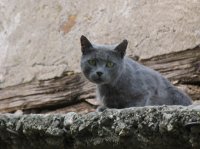 roof kitty; comments:4