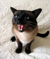 и аз те обичам:); comments:117