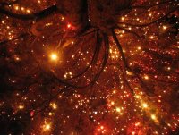 Merry Christmas; Коментари:9