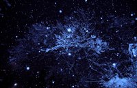 без име ( ID=240630 ); Коментари:18