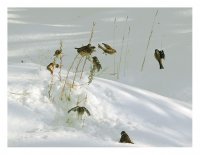 Закуска за деветима; Коментари:28