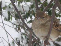 ще презимувам; Коментари:11