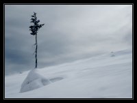 ***; Коментари:23