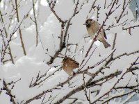 Това, бялото, откъде дойде?; Коментари:20