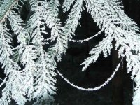 Черно и бяло; Коментари:7