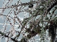 Сковани; Коментари:8