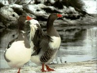 без име ( ID=245227 ); Коментари:17