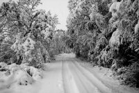 без име ( ID=246041 ); Коментари:7