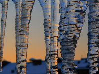 Изваяни от студа; Коментари:45