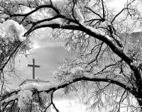 ***; Коментари:16