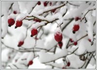 без име ( ID=240941 ); Коментари:10