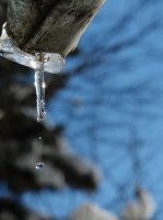 ***; Коментари:8